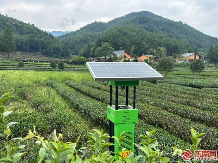 燕子窠智慧生态茶园 东南网记者 陈楠 摄
