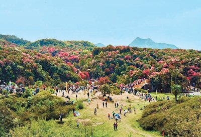 百里杜鹃景区春花盛放，游人如织。本报记者 朱金宜摄