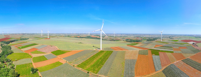 “菠萝的海”。吴东俊 摄