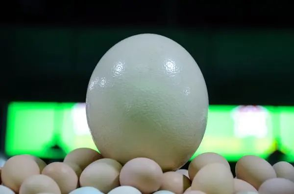 鸵鸟蛋体形硕大，在蛋类中特别醒目。王艺萱/摄