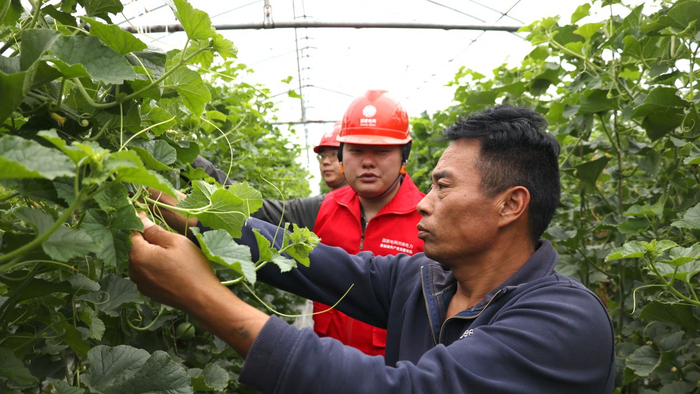 图为国网许昌供电公司工作人员深入西瓜大棚开展安全用电检查。（受访单位供图）