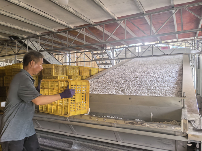 茧站工作人员窦志强倒蚕茧到传送带传送到烘干炉（吴玉双  摄）