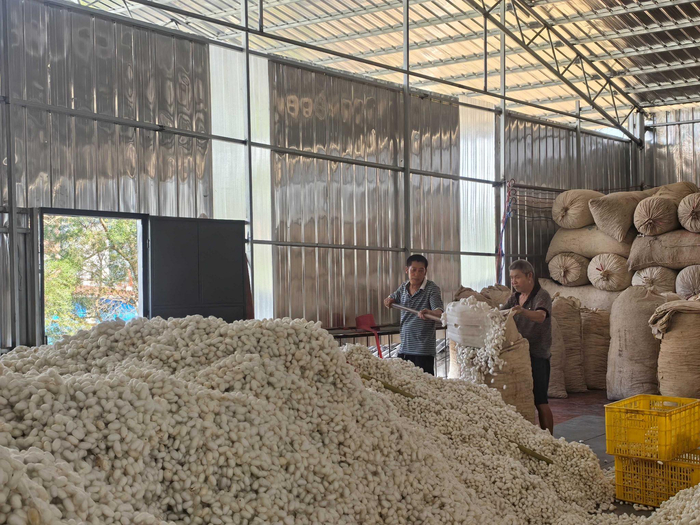 收茧站工作人员对烘干的蚕茧进行装袋（吴玉双  摄）