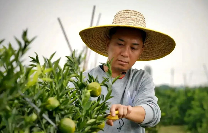 △梁伟钊在修剪柑树树苗。