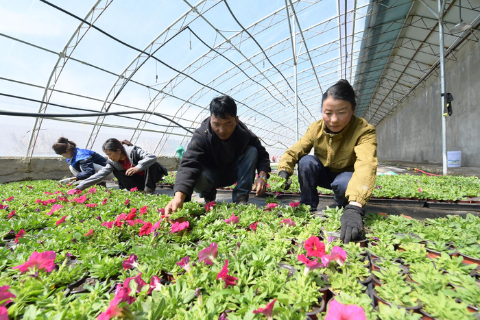 拉萨市才纳国家现代农业示范园区技术指导员阿乃正在为园区工作人员进行技术指导。记者 索朗旺久 摄