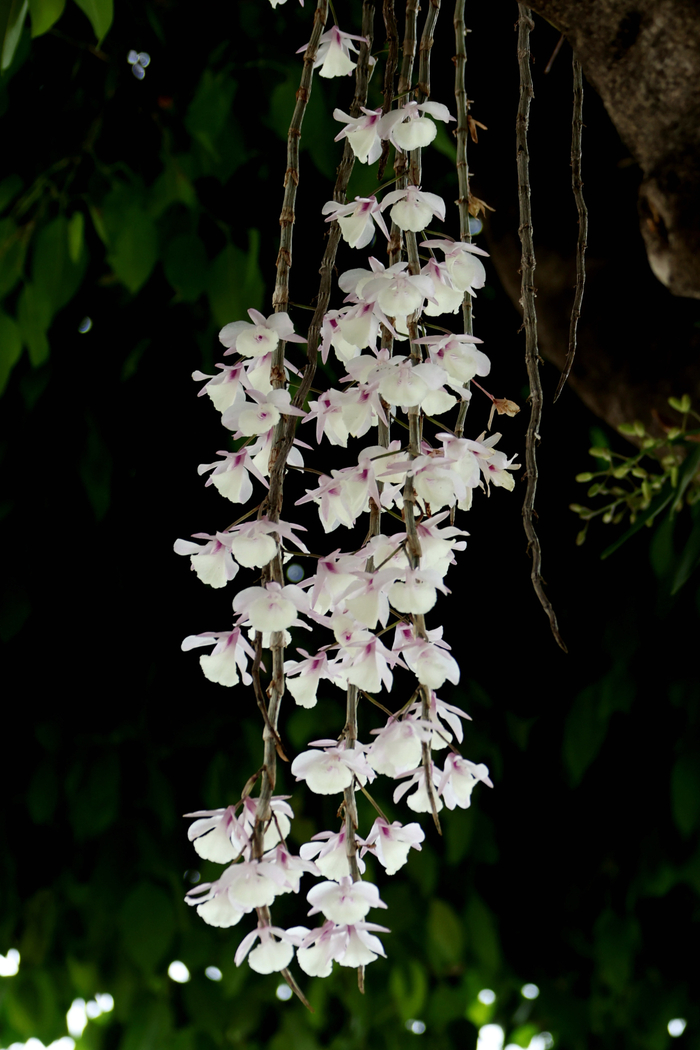 思茅中心城区的石斛花构成了一道独特的景观。 王承吉 摄