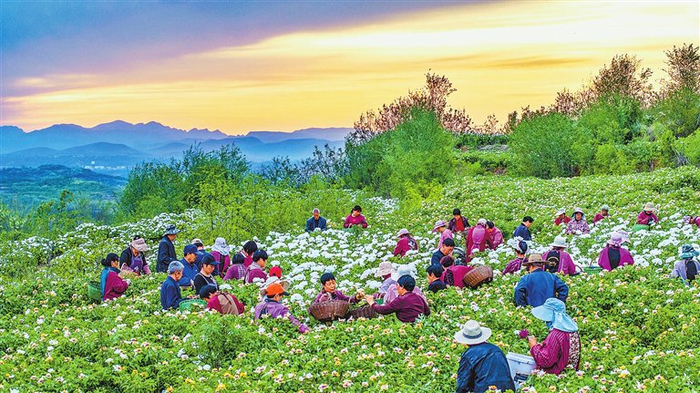 新安县仓头镇郭庄村的牡丹种植基地里，花农忙着采摘牡丹花。 张怡熙 杨扬 摄