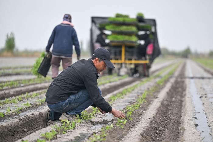 在新疆巴音郭楞蒙古自治州焉耆回族自治县四十里城子镇，农户检查栽苗效果（4月26日摄）。新华社记者丁磊 摄