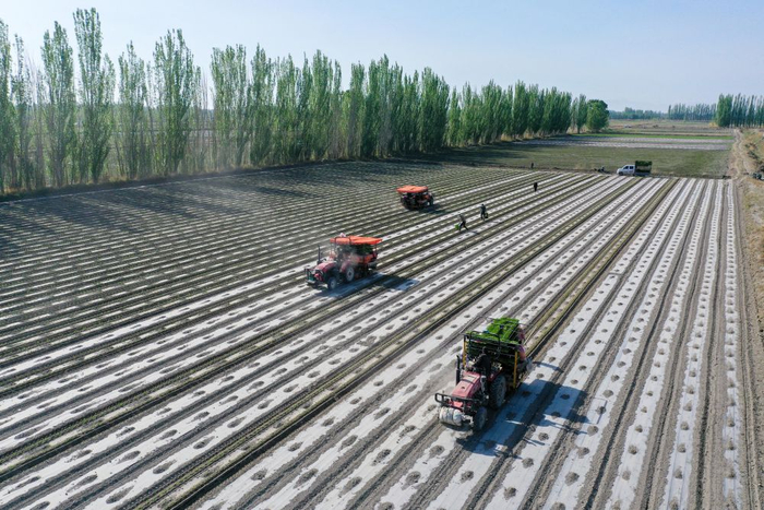 在新疆巴音郭楞蒙古自治州博湖县本布图镇，农户操作移栽机在农田里移栽辣椒苗（4月28日摄，无人机照片）。新华社记者丁磊 摄