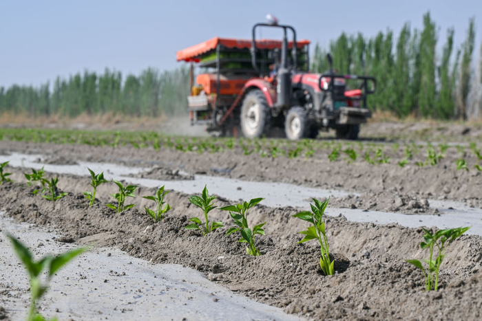在新疆巴音郭楞蒙古自治州博湖县本布图镇，农户操作移栽机在农田里移栽辣椒苗（4月29日摄）。新华社记者丁磊 摄