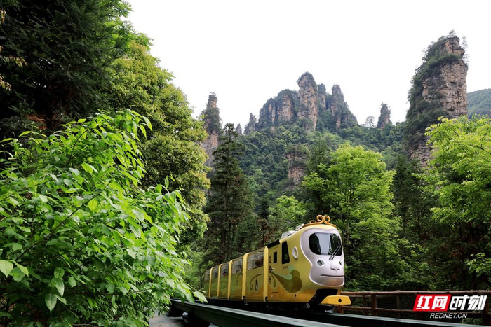 5月1日，游人乘观光电车在张家界国家森林公园十里画廊景区游玩。吴勇兵/摄