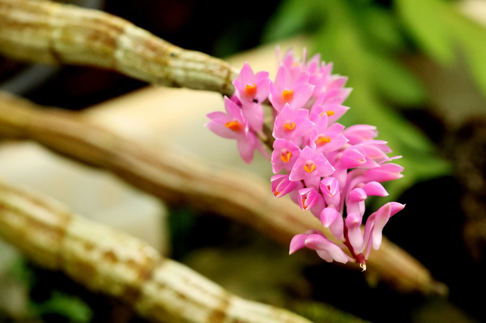 在普洱市林业和草原科学研究所石斛园内，引进的100余种石斛盛放。 王承吉 摄