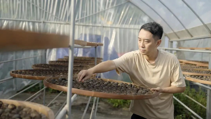 △梁伟钊在晒制新会小青柑茶。