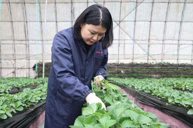 张晓林在草莓大棚内挑拣草莓。（受访者供图）