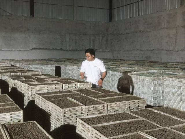 5月2日，舒星宇在合作社查看秧苗情况。（受访者供图）