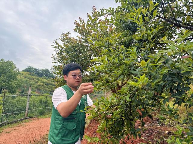 4月27日，陈坤在油茶种植基地察看油茶树长势。新华社记者 谢奔 摄