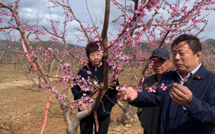 宫成给果农讲解桃花开后，怎样给桃授粉。受访者供图