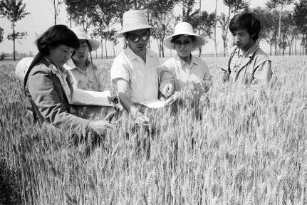 1986年，窦店村，市农科院和村里科技人员一起进行小麦新品系比较。 胡敦志摄