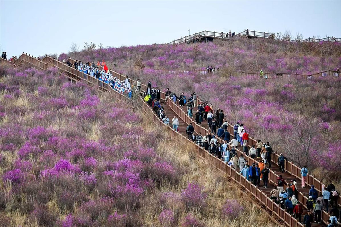 呼伦贝尔杜鹃赏花活动。