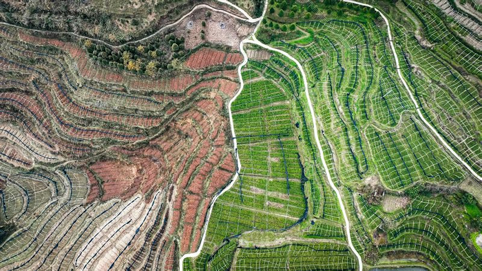 开州区温泉镇乐园村崖柏繁育科研基地。蔡松余摄