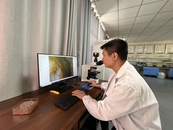 张光箭在实验室观察崖柏花蕊。周小平摄