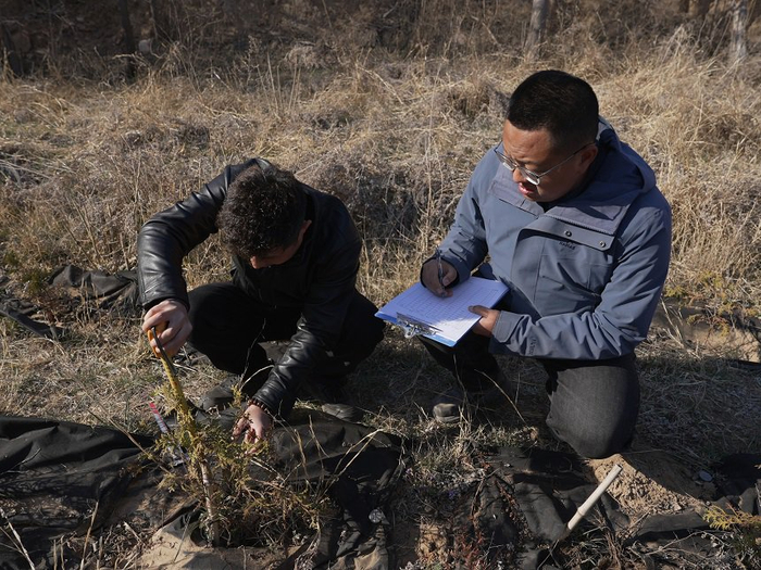 王雷（右）和同事测量崖柏在山东长岛的生长情况。受访者供图