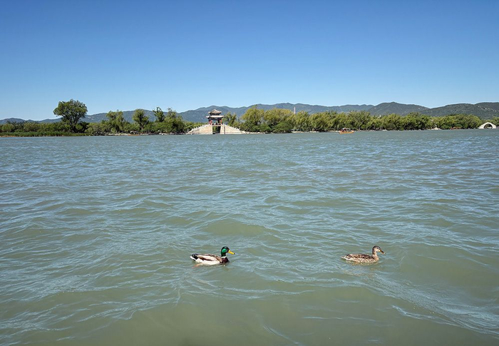 两只绿头鸭在昆明湖上嬉戏。