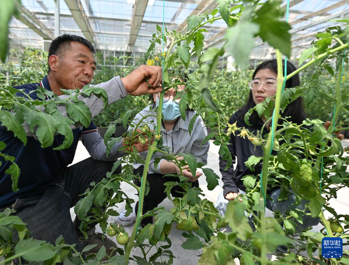 在天津天民田园农业科技示范园，农业科技员陈相涛（左）带领学生在番茄大棚里学习田间管理经验（4月29日摄）。