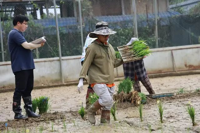 ▲师生在做插秧前准备（谢锐佳 摄）