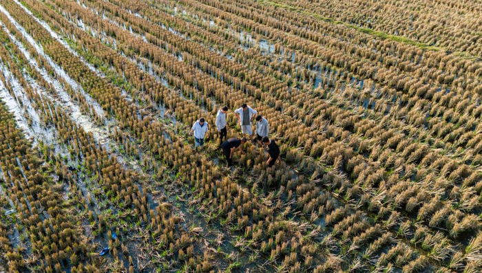 　　2月27日，云南大学农学院教师黄光福在试验田里给学生授课（无人机照片）。新华社发（彭奕凯 摄）