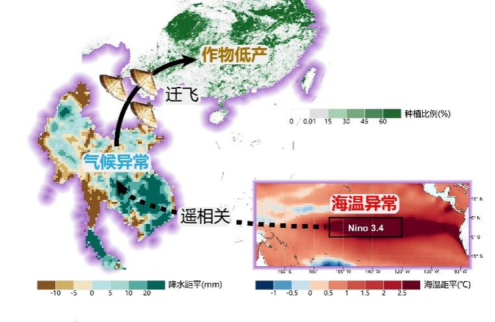 “海温异常-环流格局变化-害虫迁飞-水稻减产”的链式作用机制示意图
