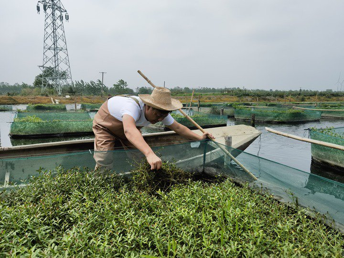 陈树在湖北省仙桃市剅河镇余脑村黄鳝繁育基地观察黄鳝长势。新华社记者宋立崑 摄