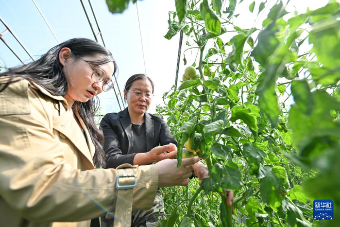 在天津天民田园农业科技示范园，王丽娟（右）为恽子怡布置实验课题（4月24日摄）。