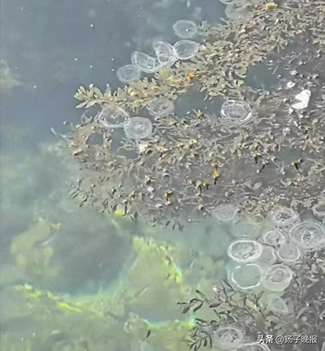 △广东深圳海边的水母