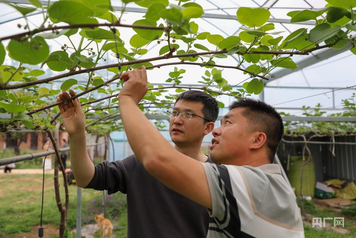 贺浩浩正在与种植户李凯交流果树春季管护要领（央广网记者  侯凯奇  摄）