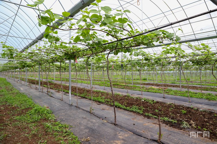 大棚内，猕猴桃长势良好（央广网记者  侯凯奇  摄）