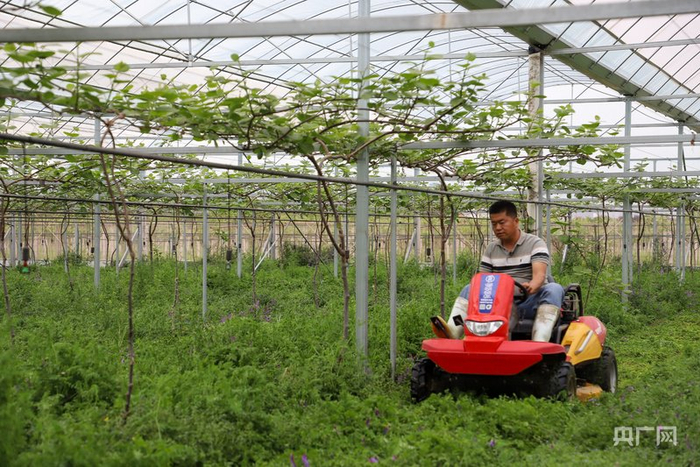 李凯正在自家果园中忙碌（央广网记者  侯凯奇  摄）