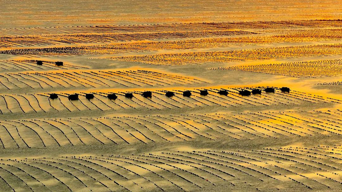 山东省荣成市爱伦湾海洋牧场，渔民驾驶渔船迎着朝阳从事海上春耕生产作业。杨志礼摄（中经视觉）