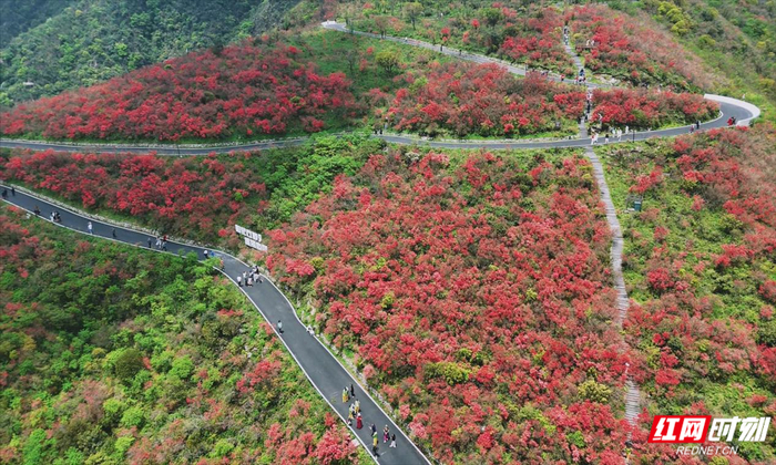 永州双牌阳明山杜鹃花盛放，游客登高赏花。