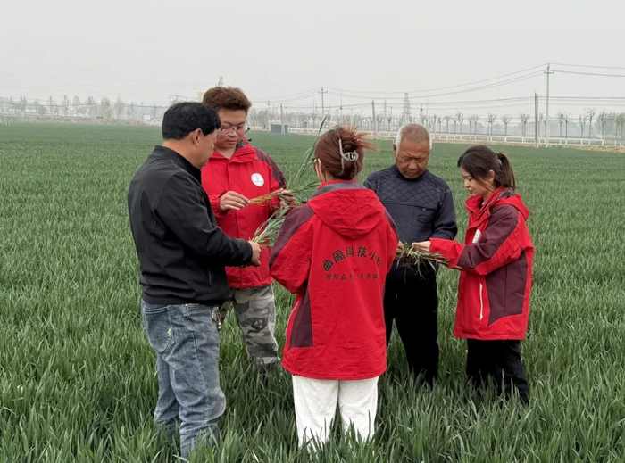 曲周科技小院的学生们和当地农户检查麦子生长情况（摄/河北青年报记者宋敬）