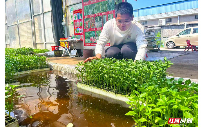 陈世强在查看辣椒苗长势。