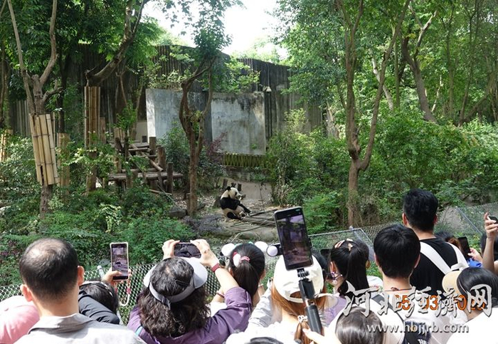 在成都大熊猫繁育研究基地，一只大熊猫在剥竹笋，引得众多游客驻足拍照。河北经济日报记者 吴新光 摄