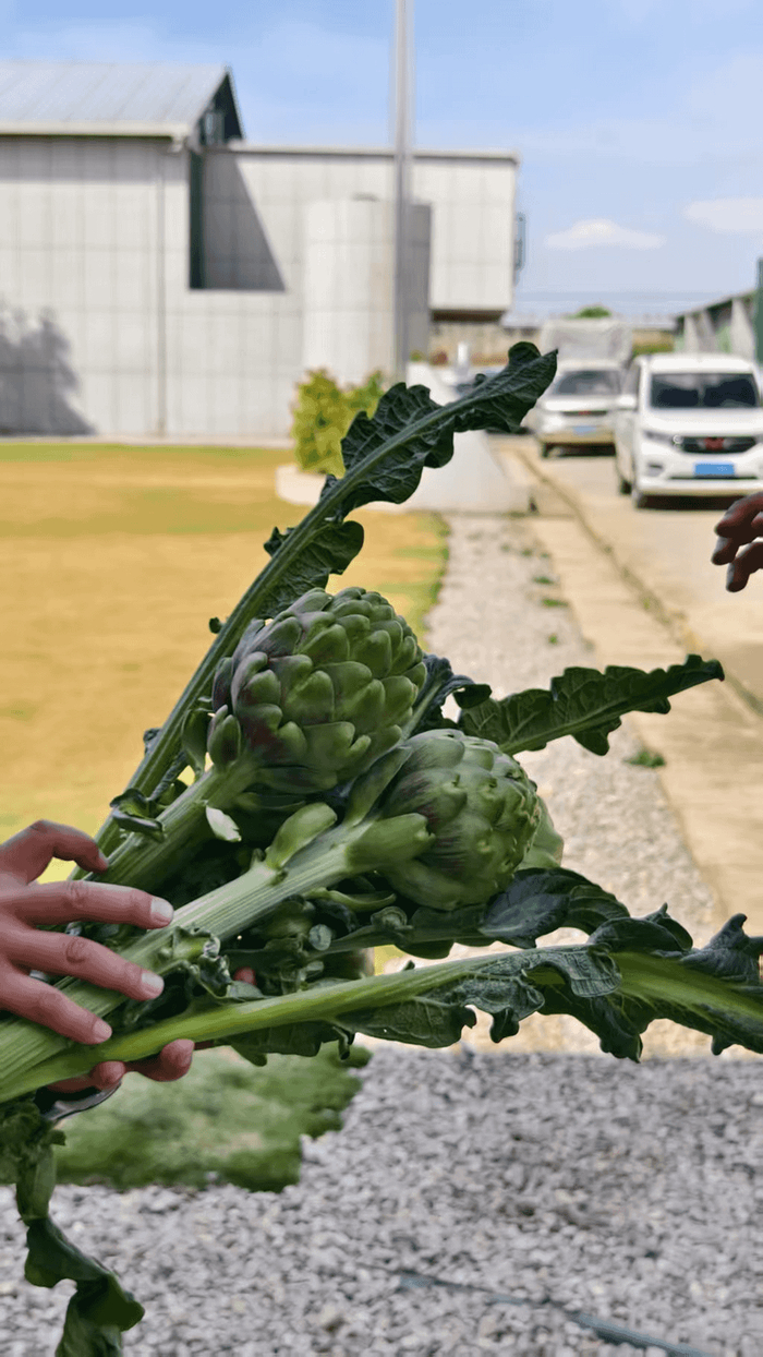 图为曲靖陆良逸蔬鲜蔬菜产业园内新鲜采摘的朝鲜蓟