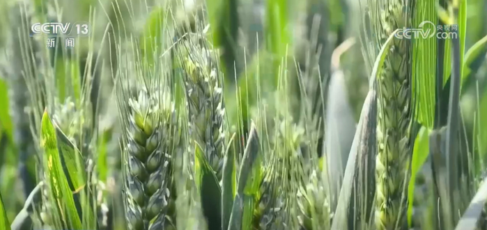 江苏淮安：“浇地神器” 为小麦洒“灌浆水”