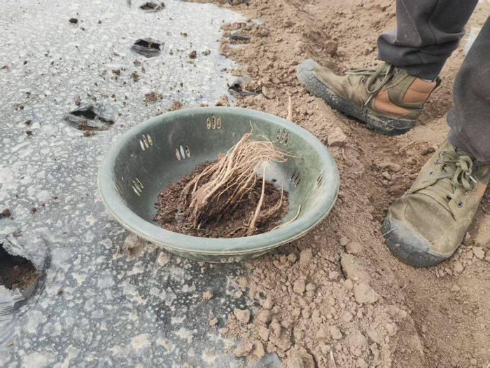 这是准备移栽的当归种苗。新华社记者王朋 摄