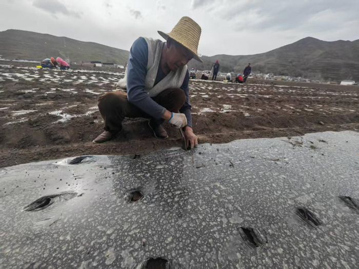 这是近期记者在甘肃省定西市岷县麻子川镇拍摄的药农种植当归画面。新华社记者王朋 摄