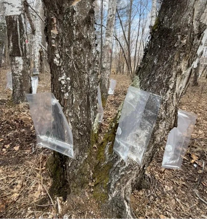 图为白桦树上所悬挂的采集袋。黄芷凌 摄
