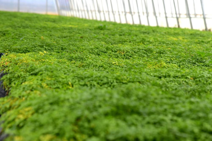 这是温室无土栽培的当归种苗。新华社记者王朋 摄