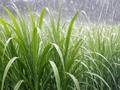 广西气象：未来三天广西多降雨，桂北雨势加大，局地大暴雨