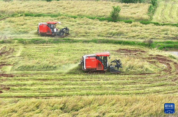 5月6日，在湖南省衡阳市祁东县归阳镇，当地村民驾驶农机在田间收割油菜（无人机照片）。